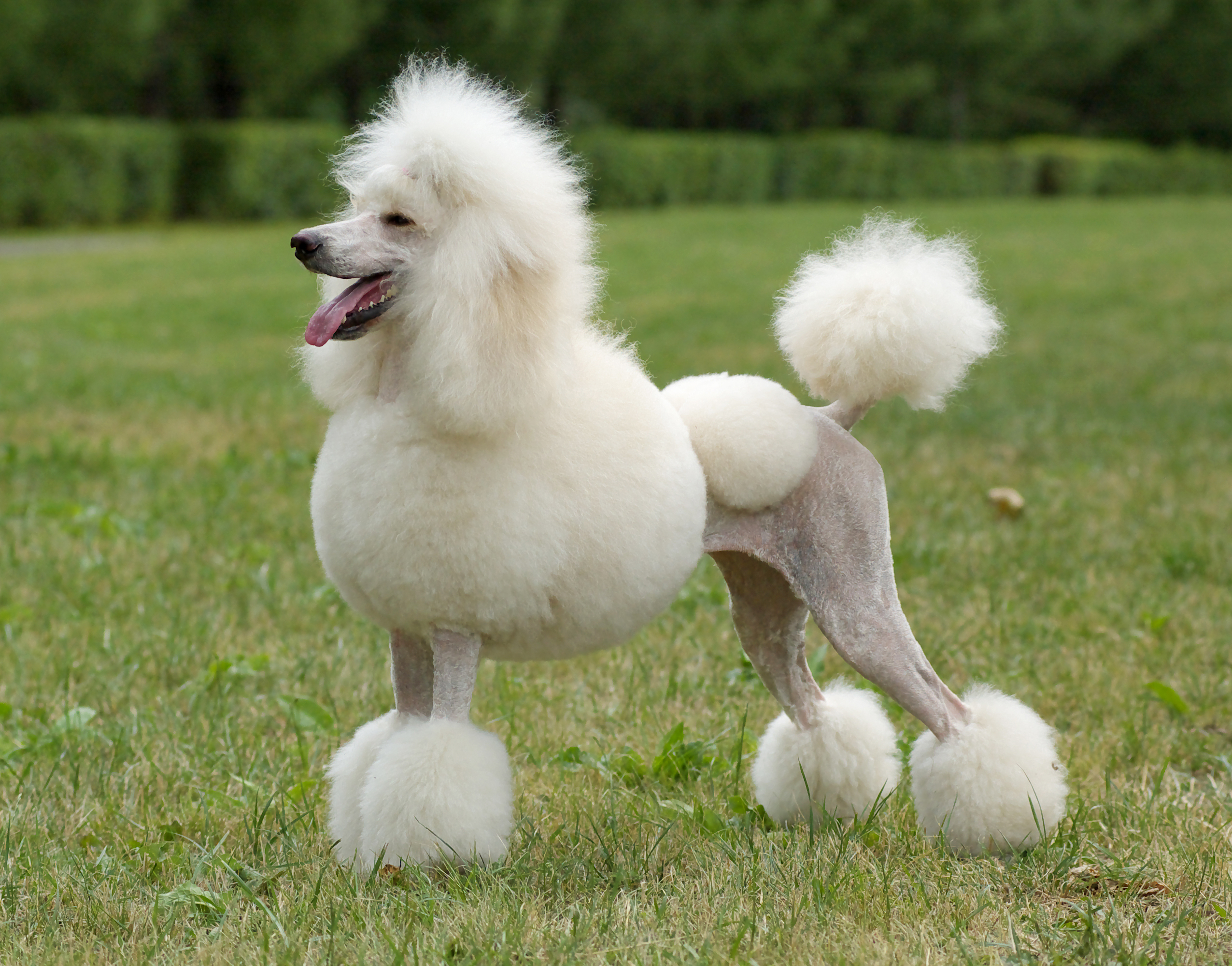 Standard poodle