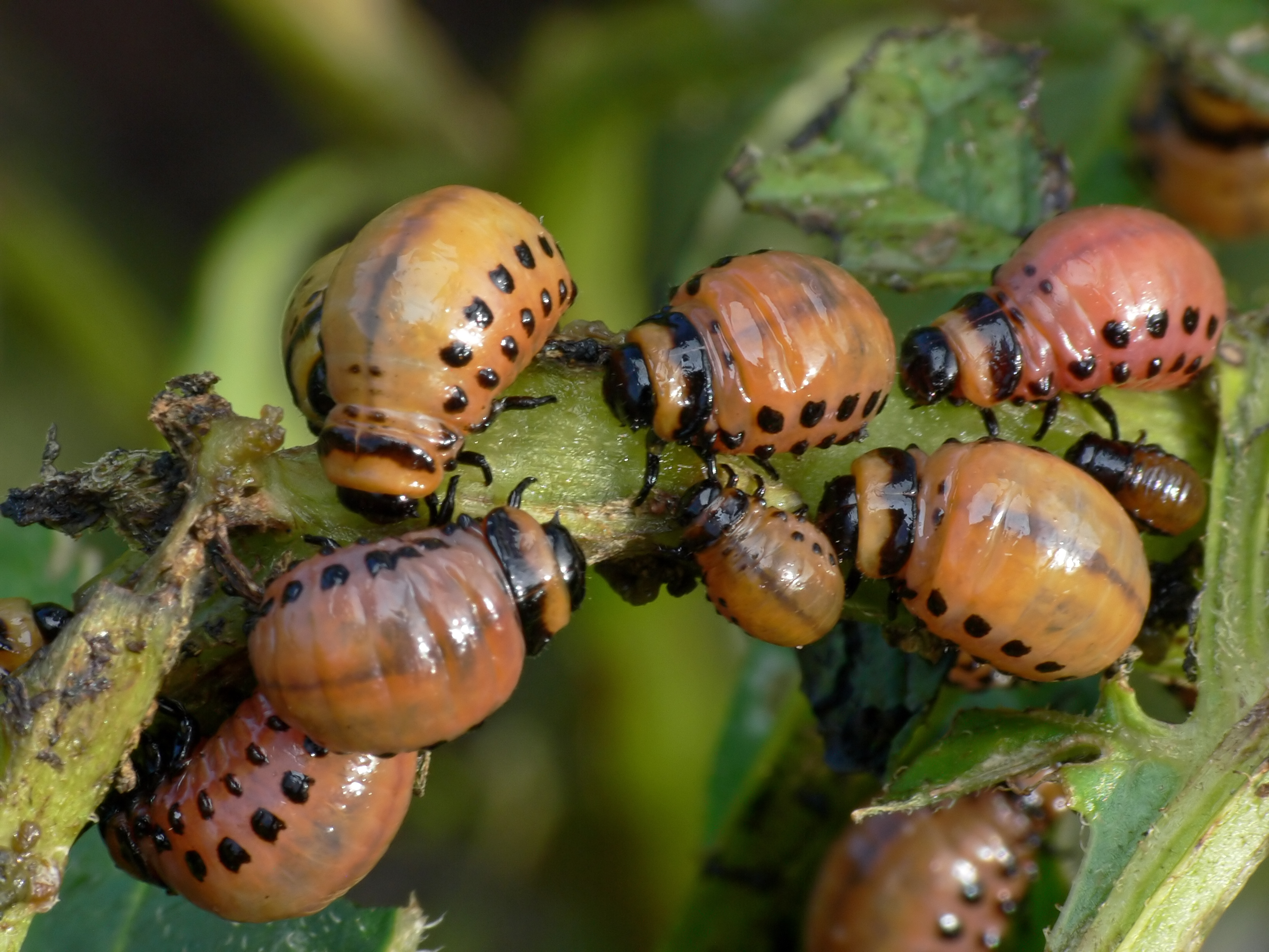 Colorado potato beetle larvae, or young