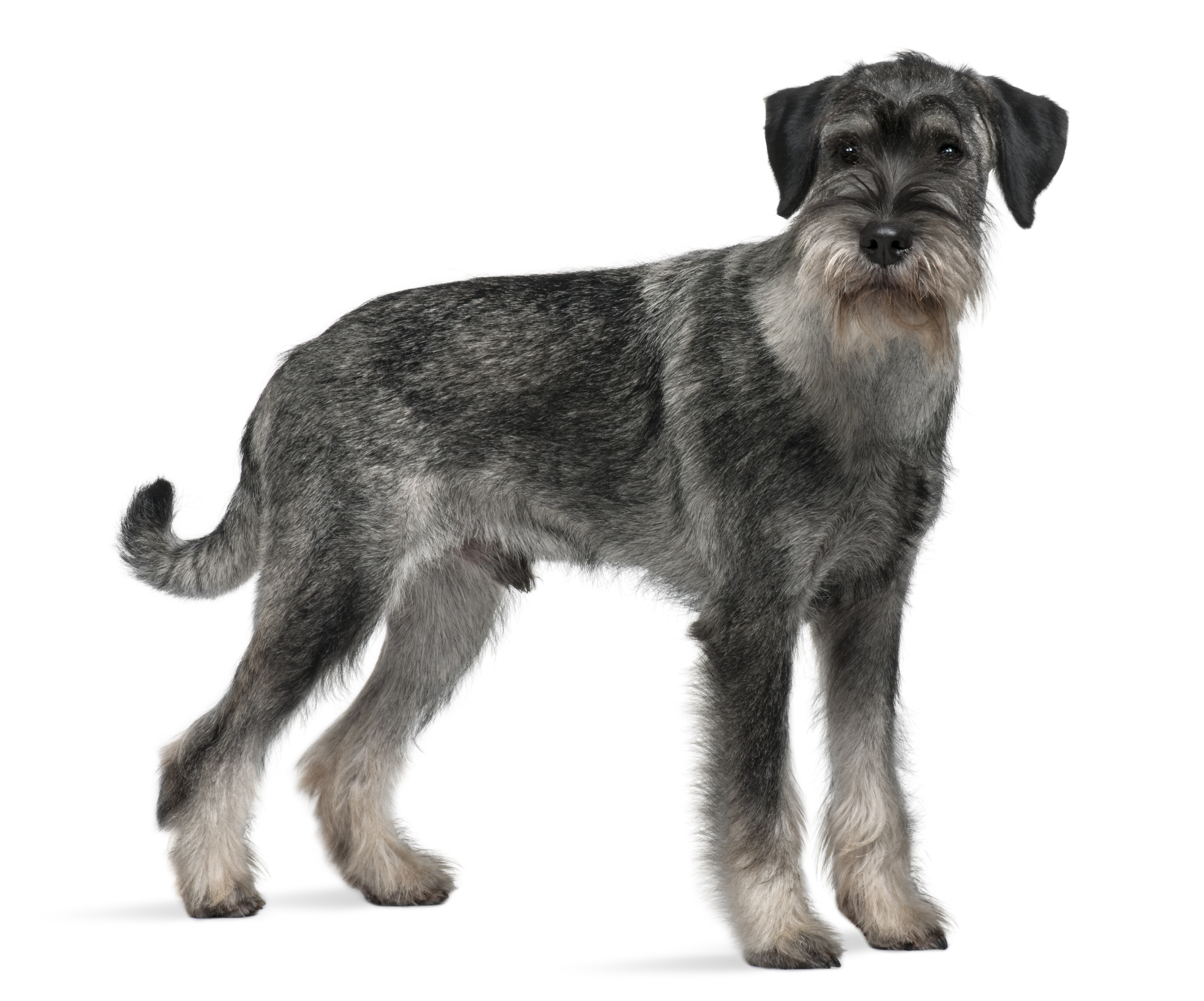 The standard schnauzer makes an excellent watchdog.