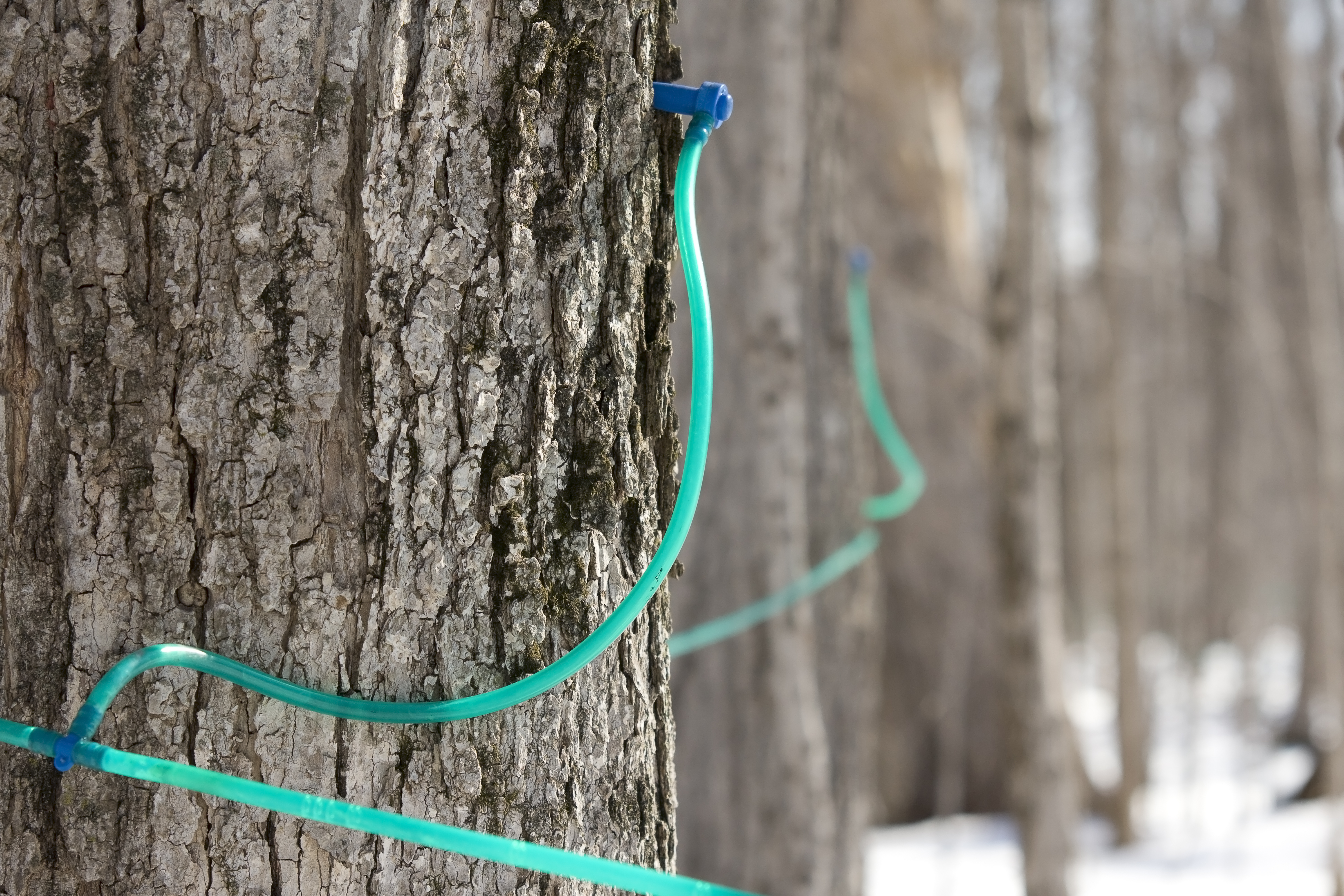 Collecting sap to make maple syrup