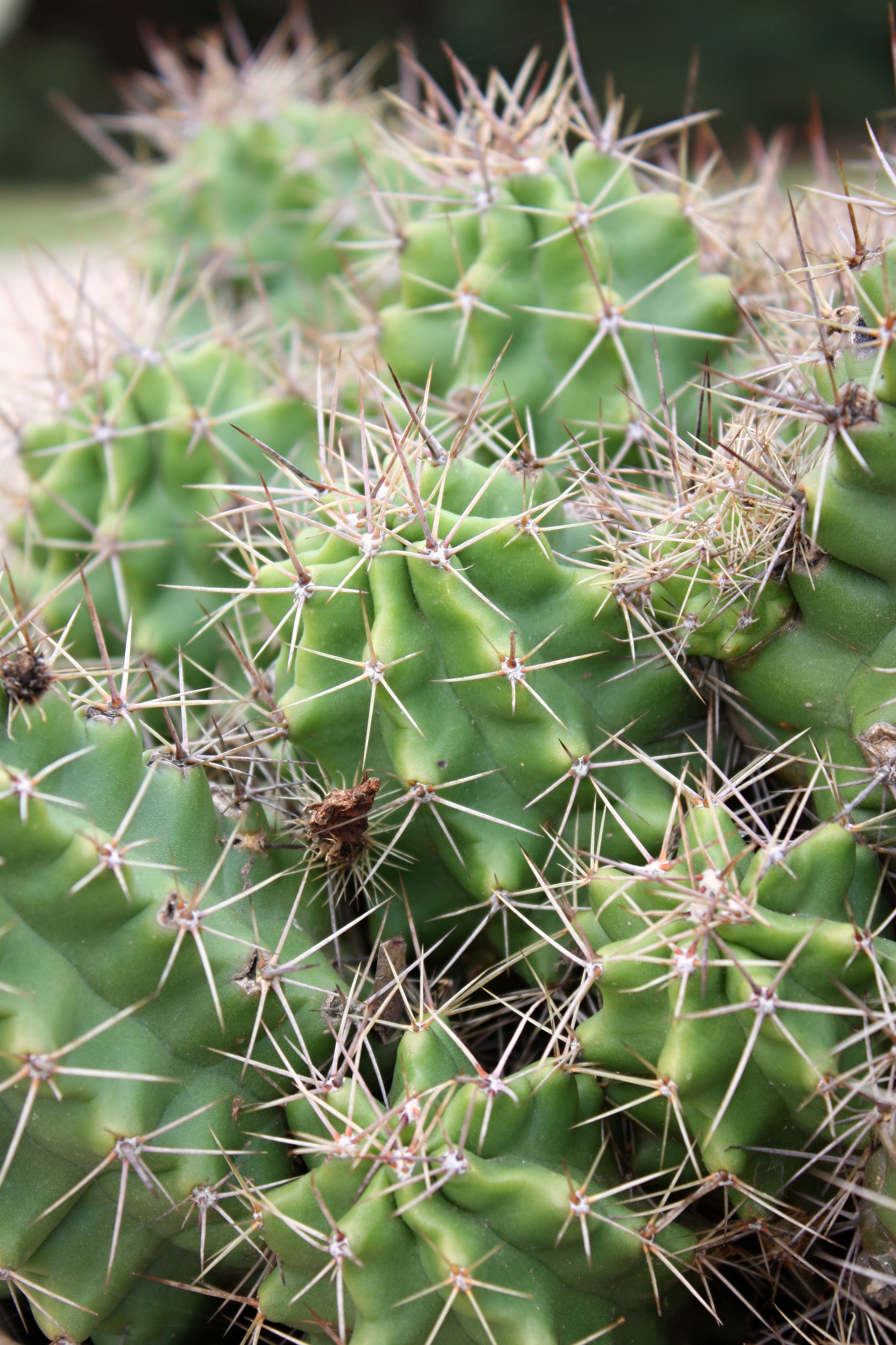 Spines on a hedgehog cactus