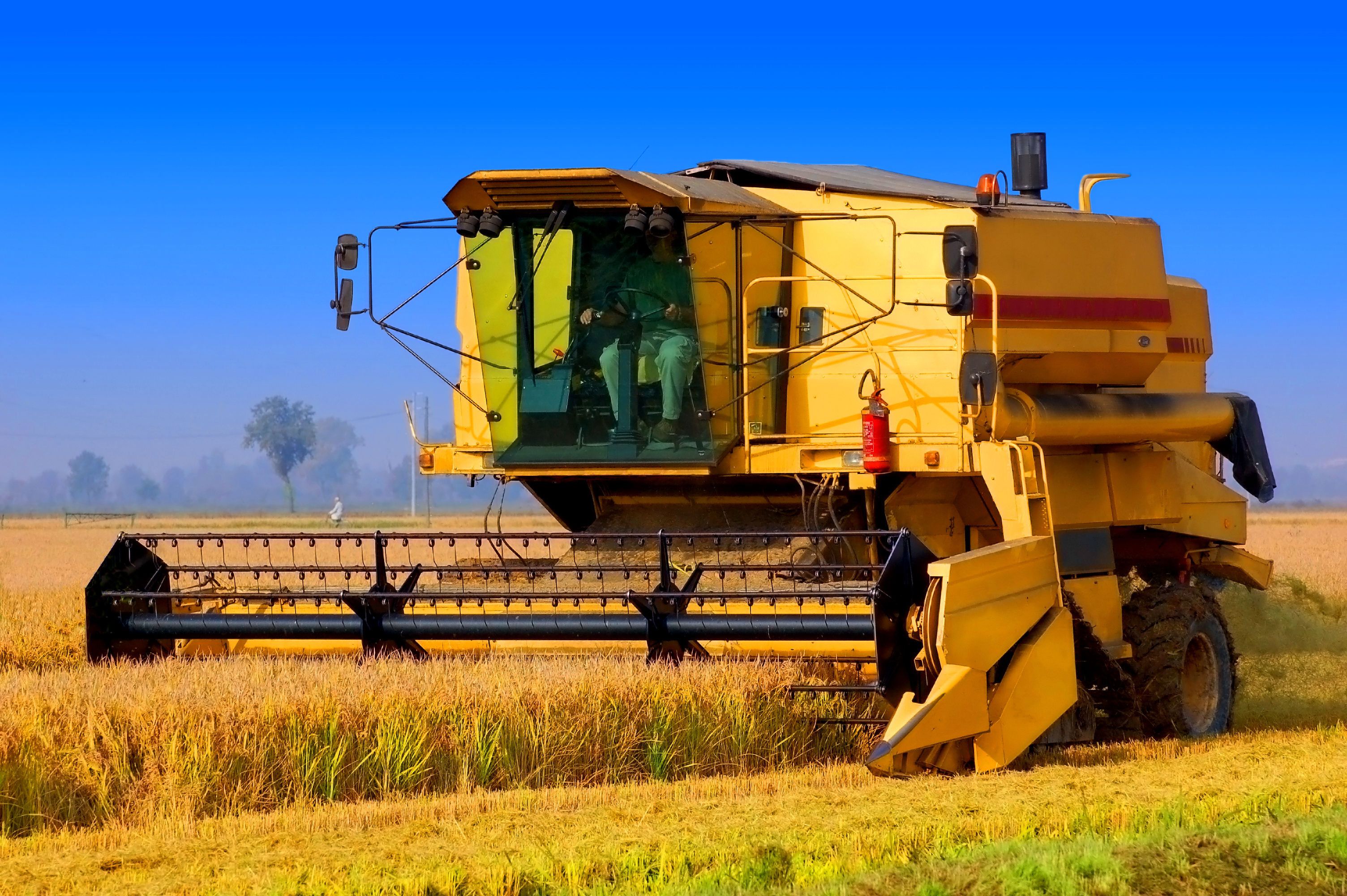 Harvesting rice