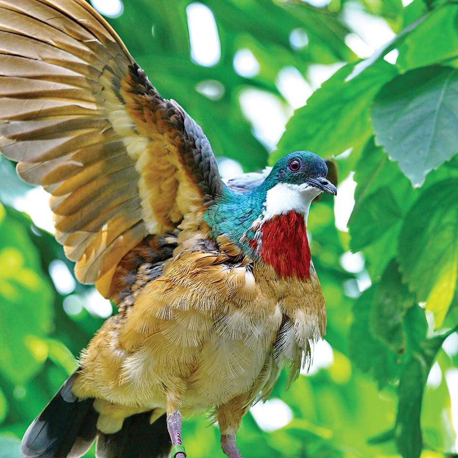 Bleeding-heart pigeon