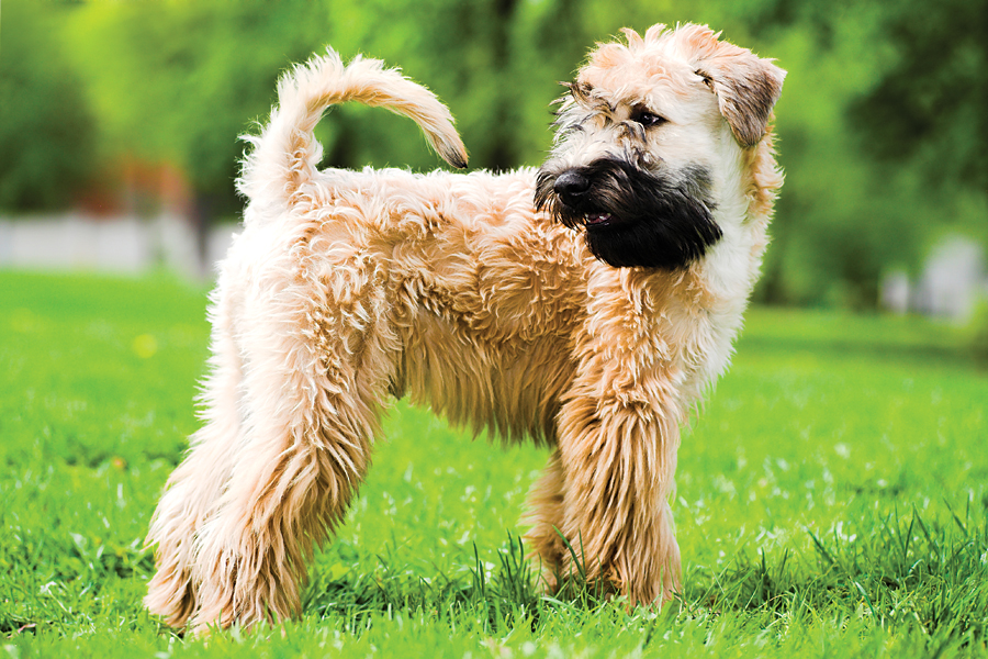 Soft-coated wheaten terrier