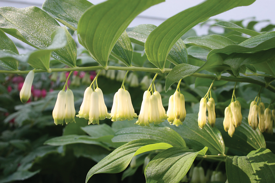 Solomon's-seal