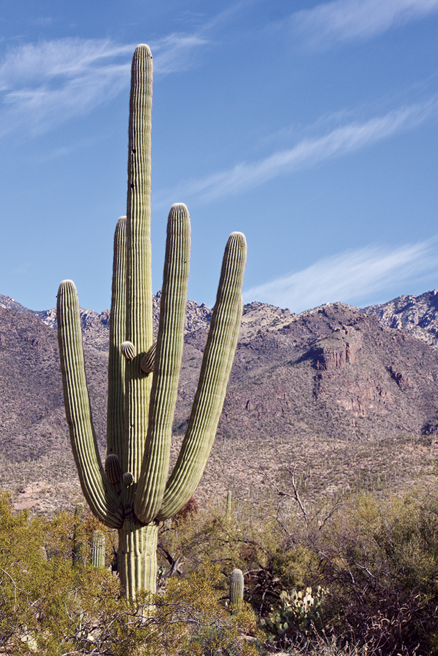 Giant cactus in the Southwest