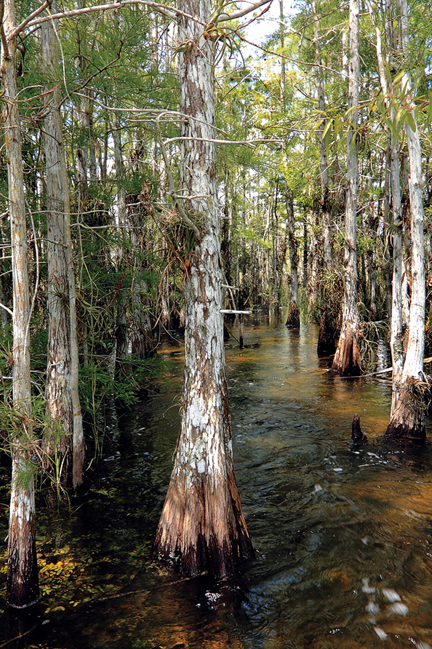 Baldcypress trees grow in the Everglades