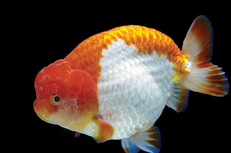 Ranchu goldfish