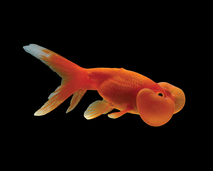 Bubble eye goldfish