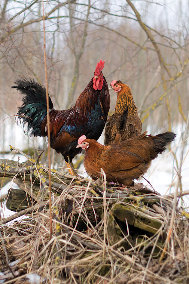 Rooster and hens