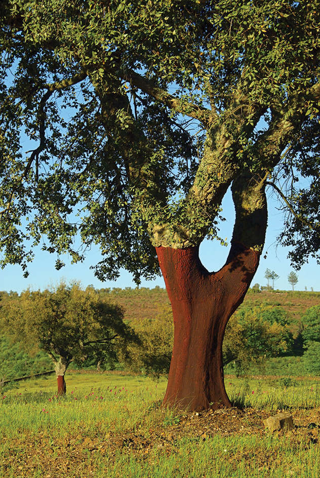 Cork oak tree