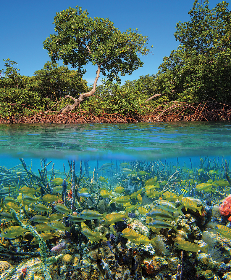 Mangrove trees