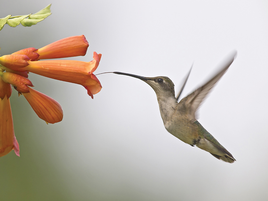 Hummingbird and flower