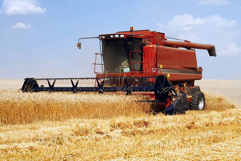 Combine harvesting wheat