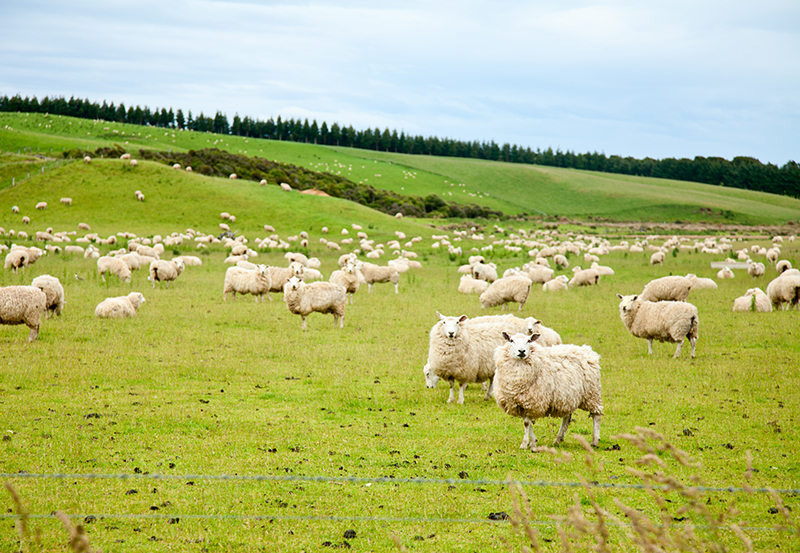 Sheep on a pasture