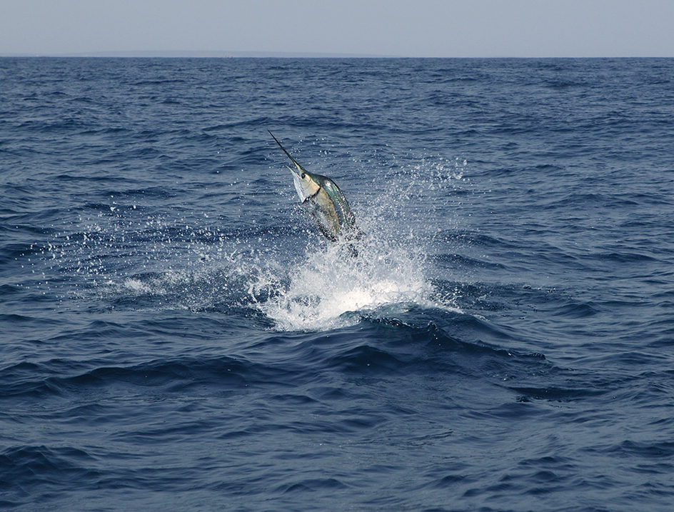 Sailfish jumping