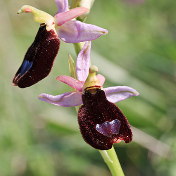 Bee orchid