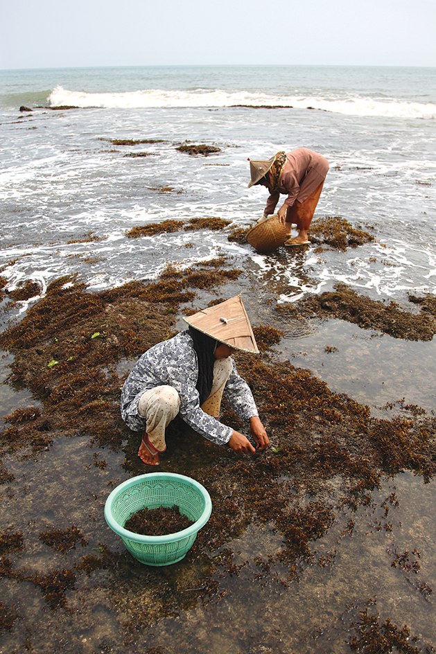 Harvesting seaweed