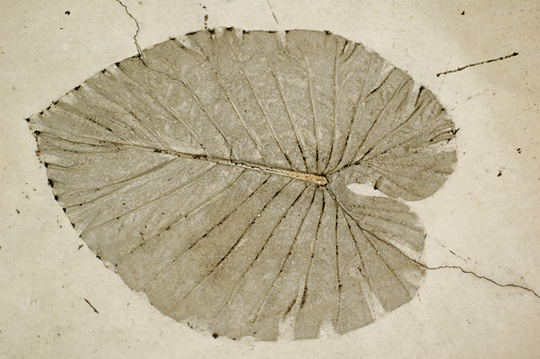 Fossil leaf