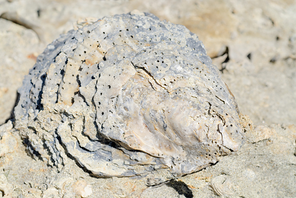 Fossil oyster