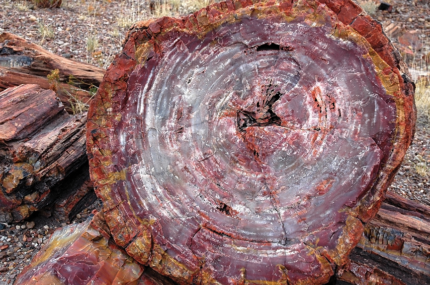 Petrified wood