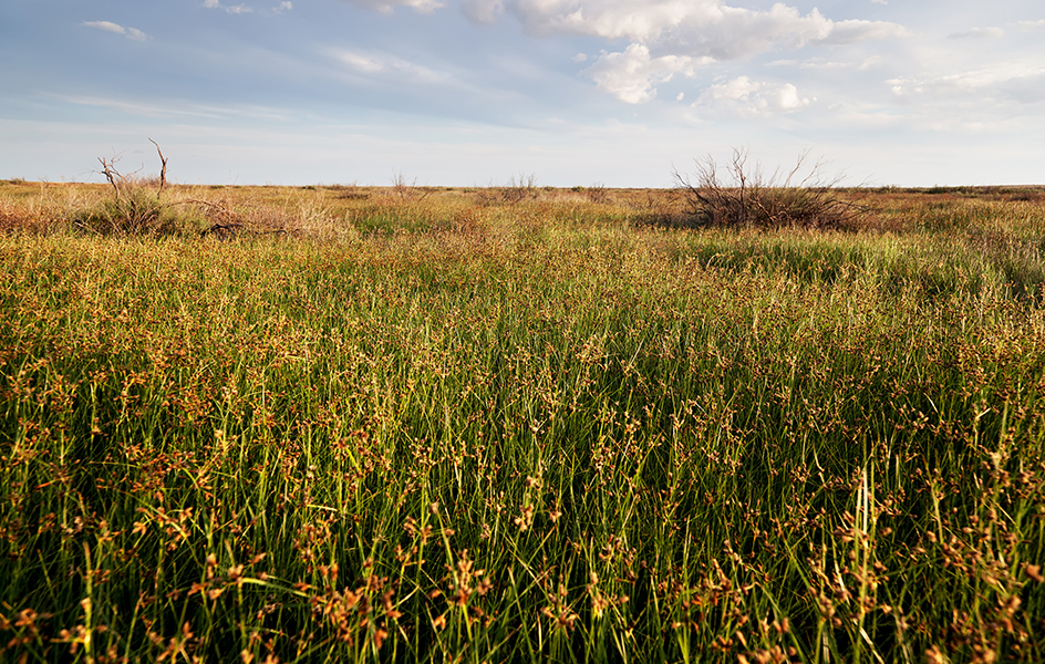 Grassland