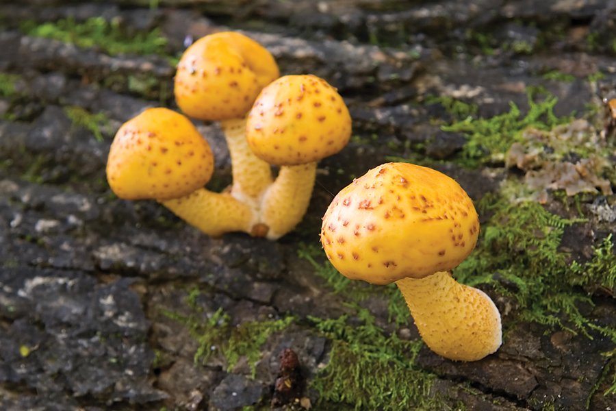 Mushrooms on a log