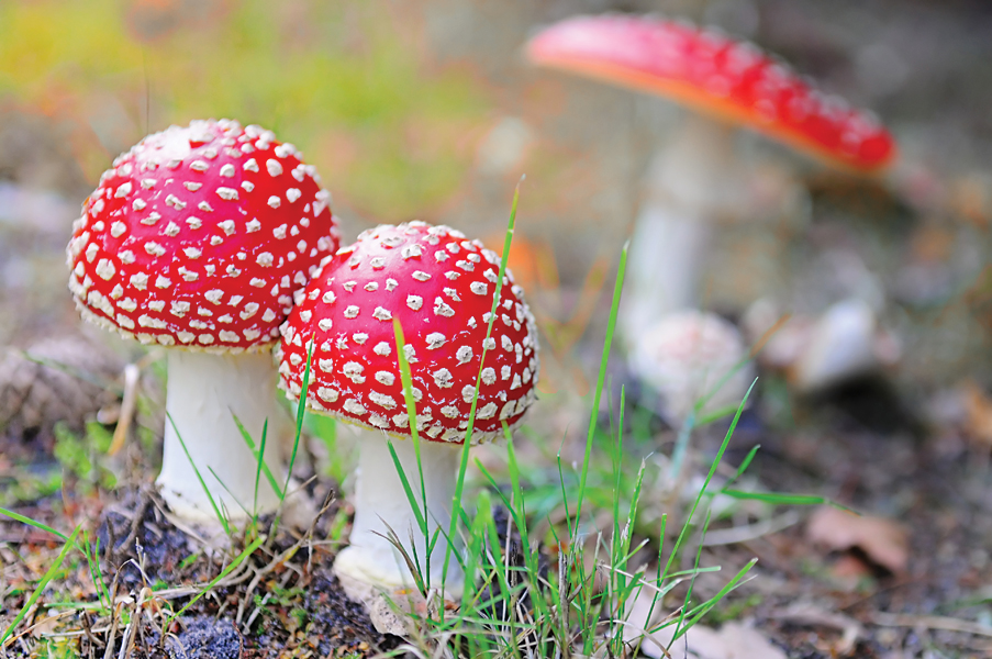 Fly agaric mushrooms