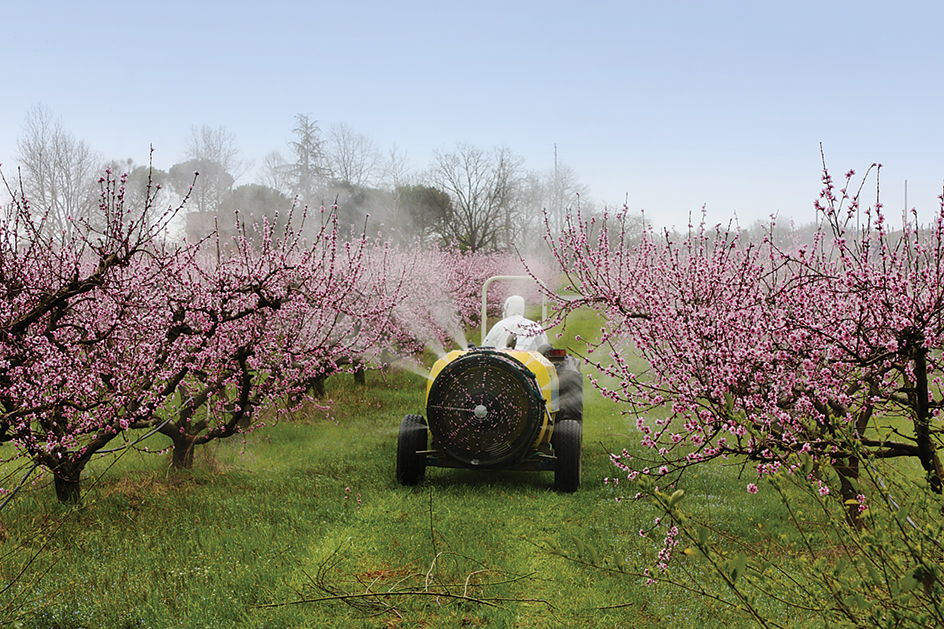 Peach farming