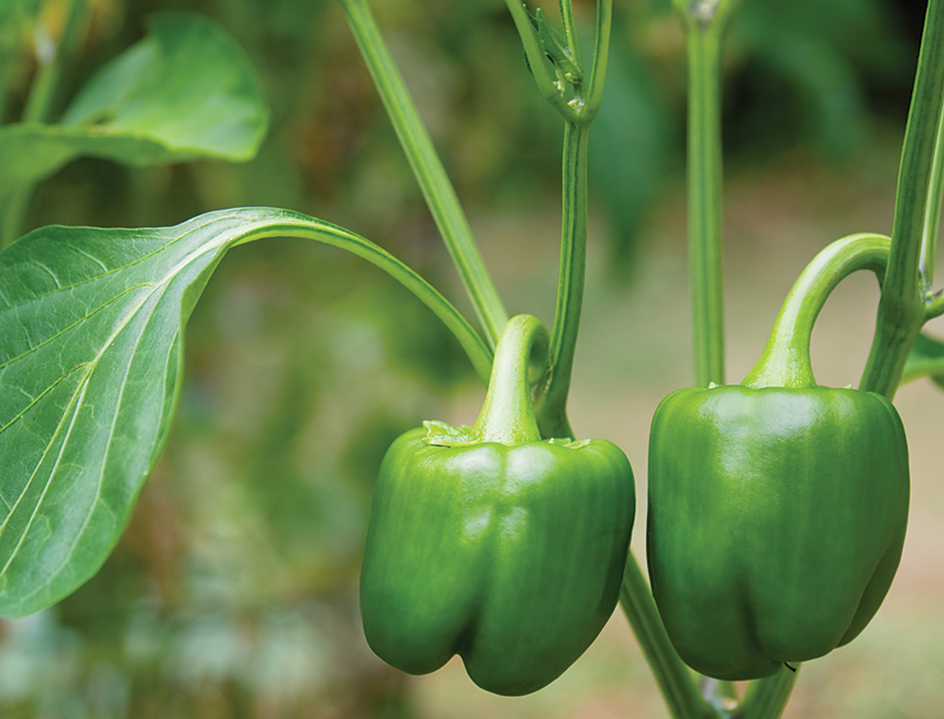 Green bell peppers