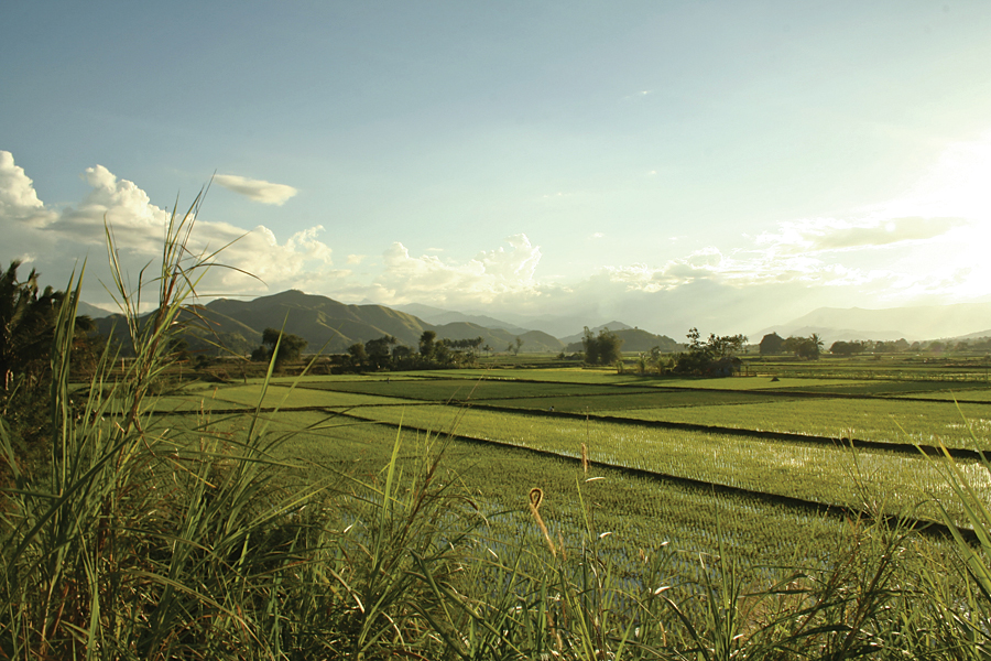 Luzon rice fields