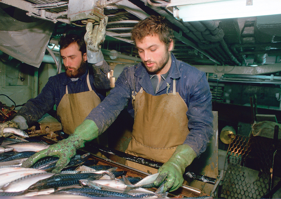 Processing fish on a factory ship