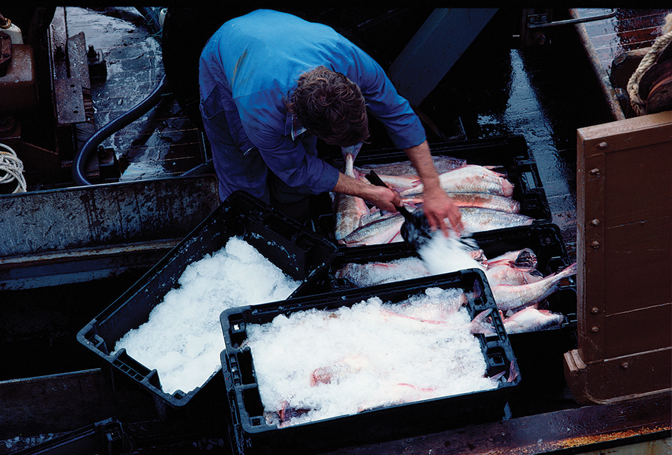 Packing fish in ice