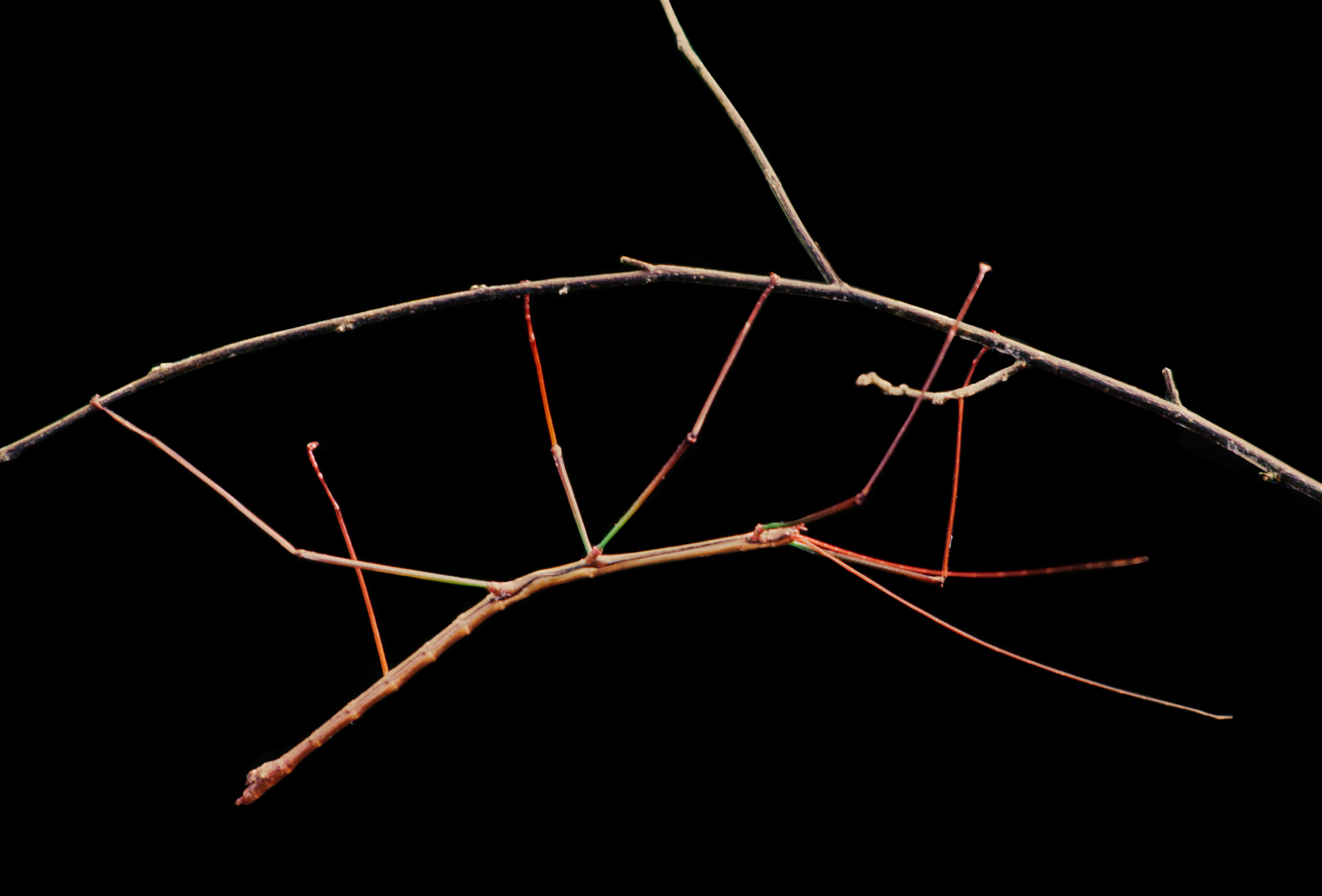 Walkingstick hanging from a twig