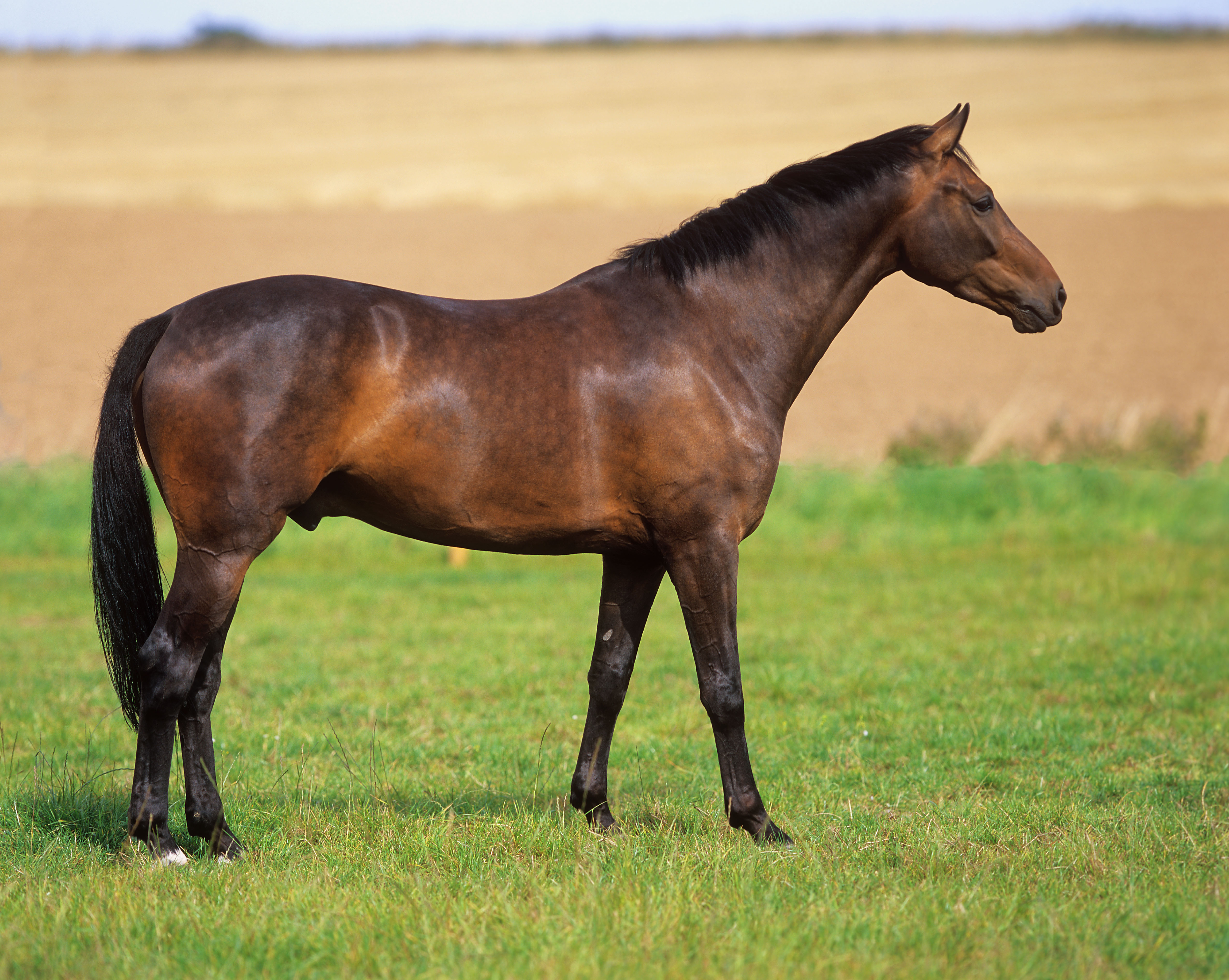 English Thoroughbred horse