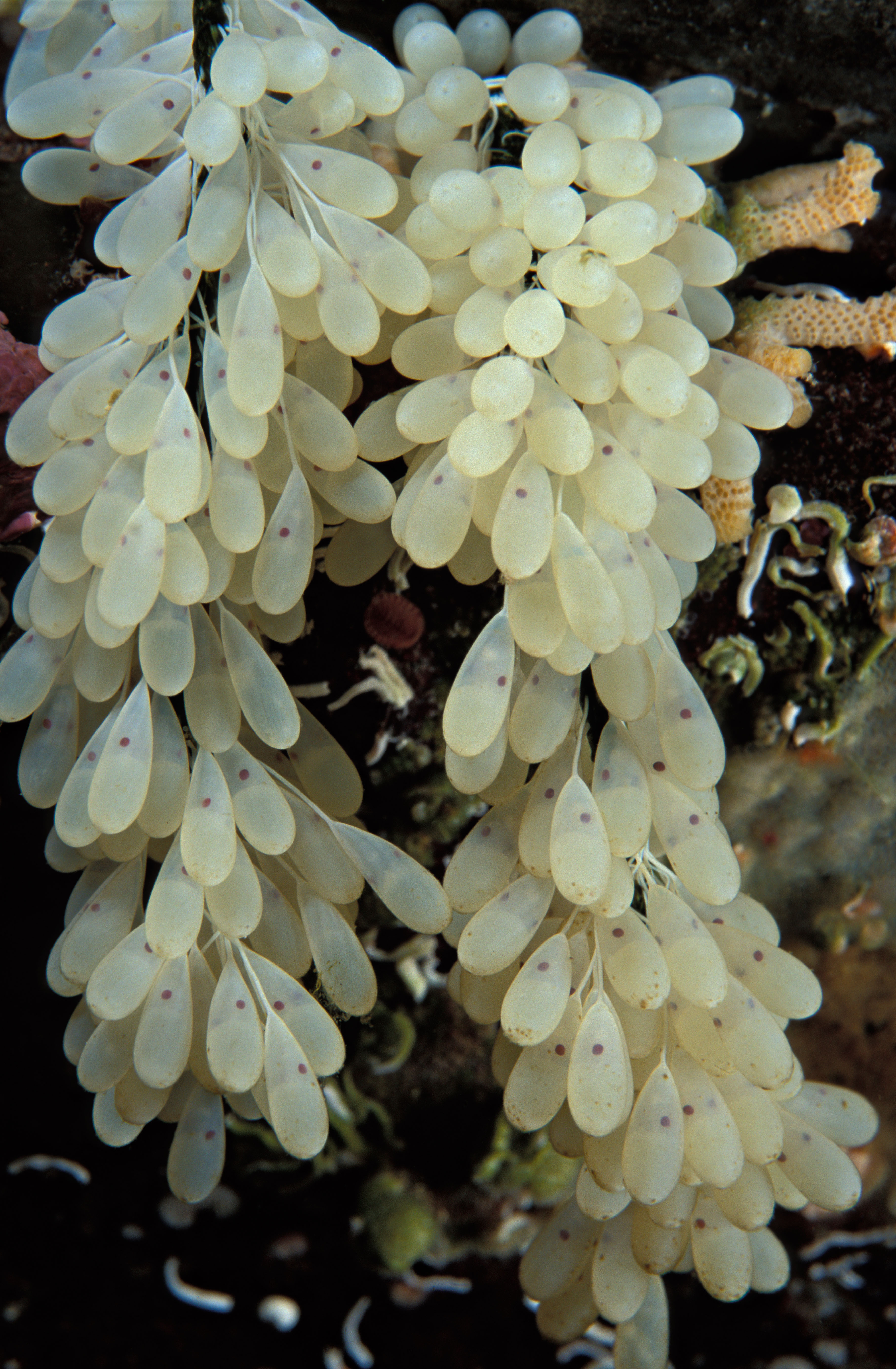 Octopus eggs