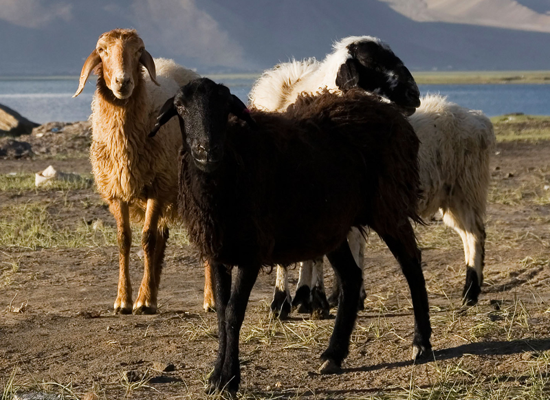 Karakul sheep