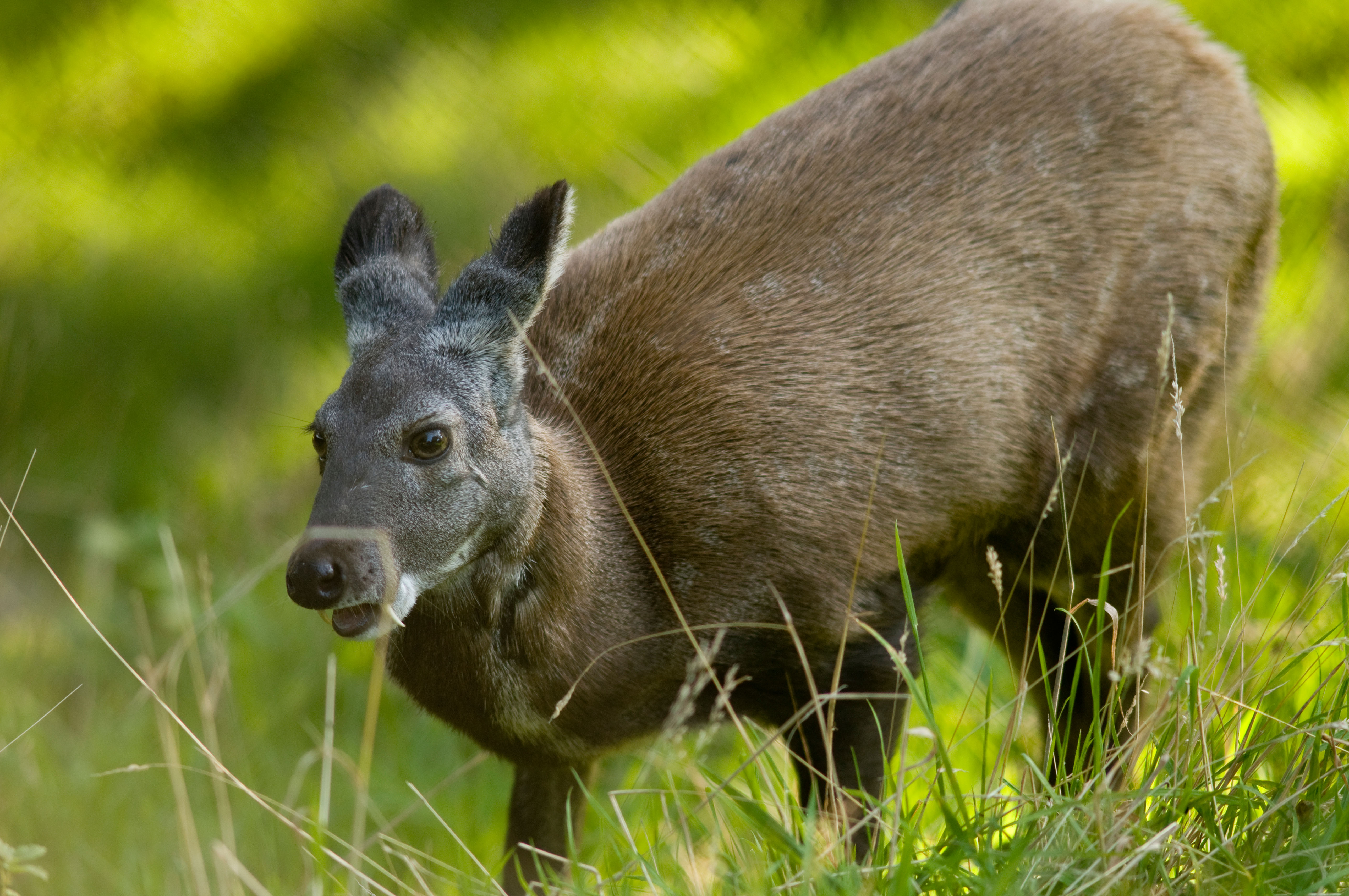 Musk deer