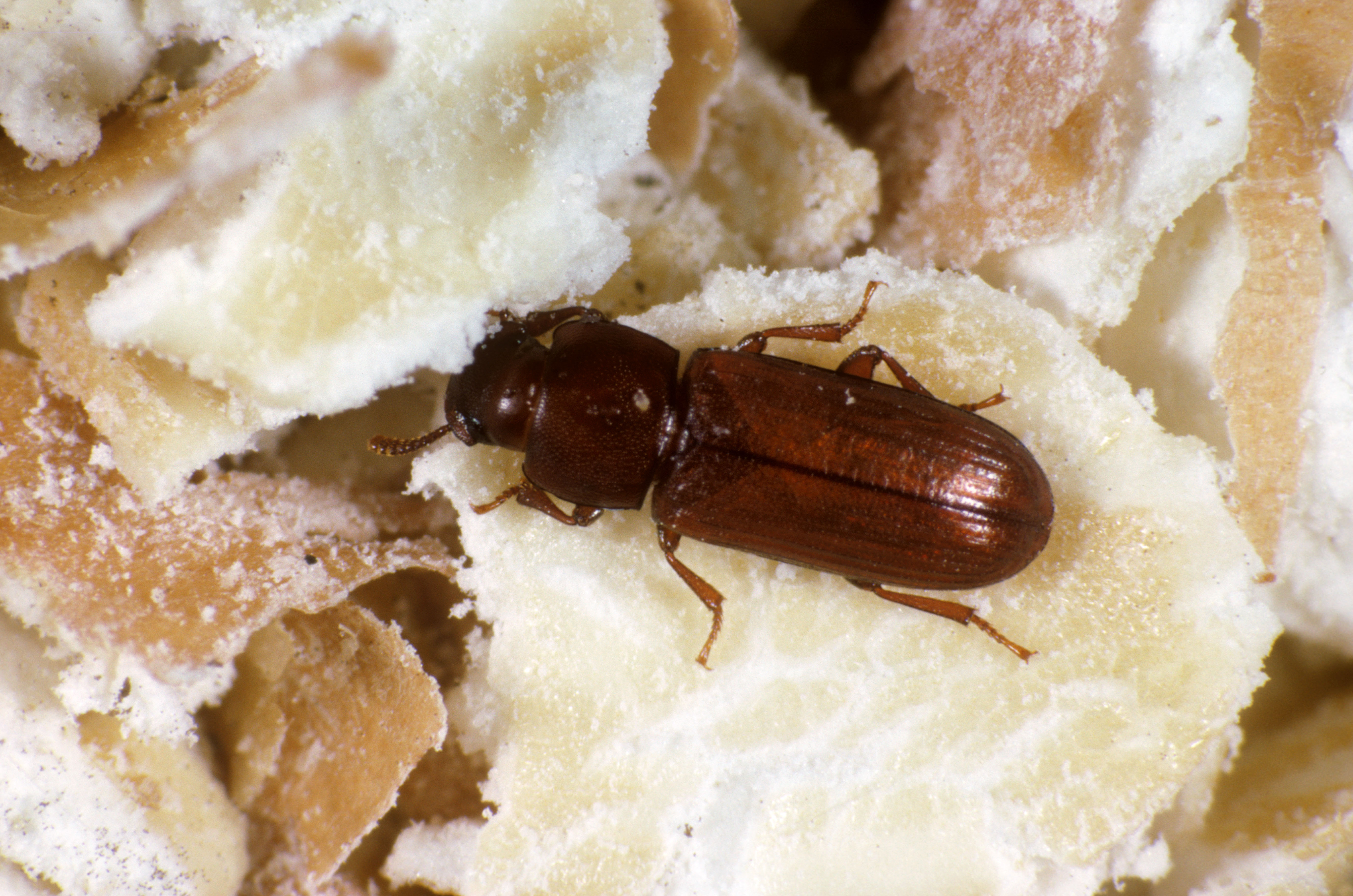 Flour beetle