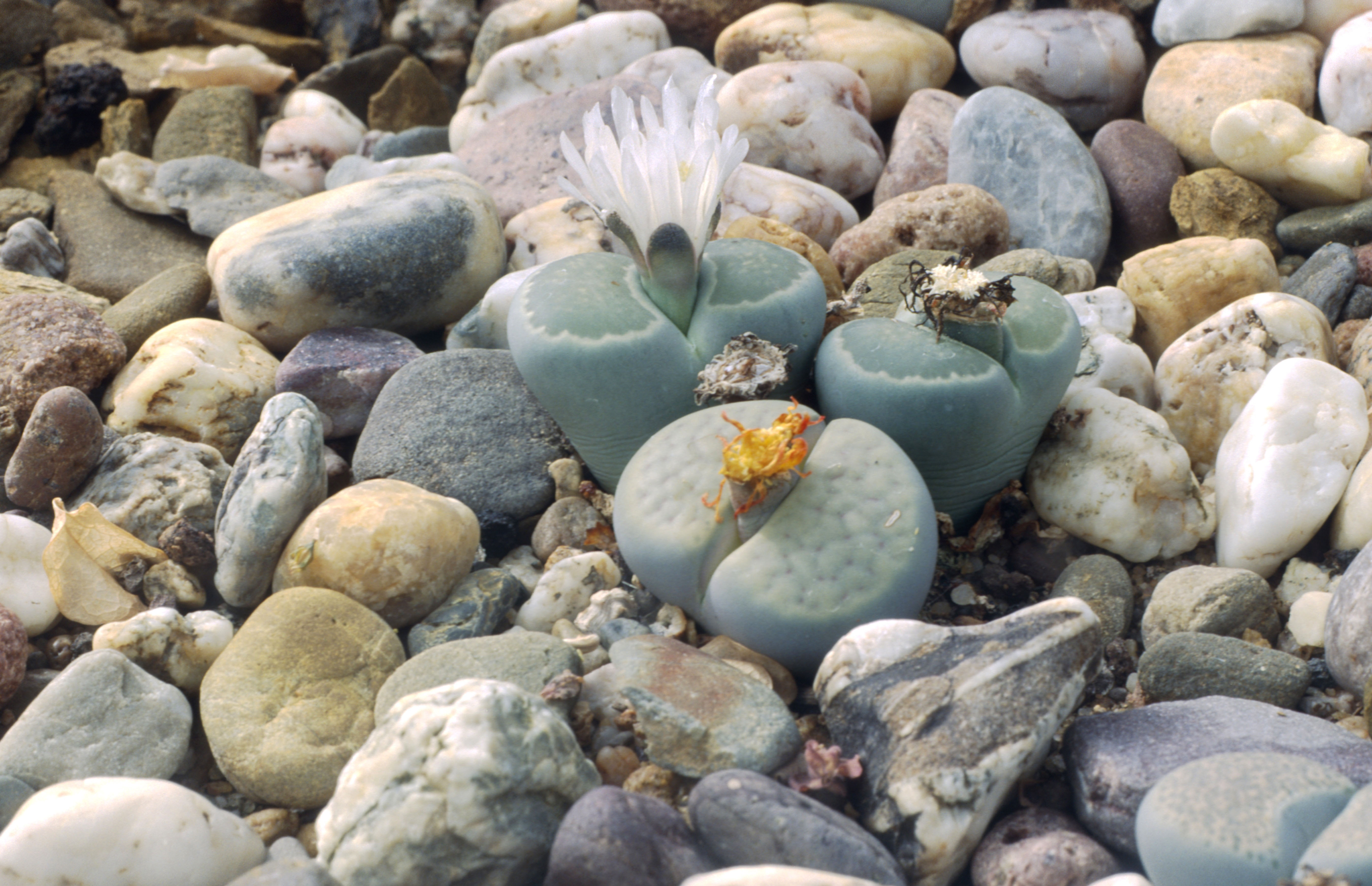 Flowers of the stone plant