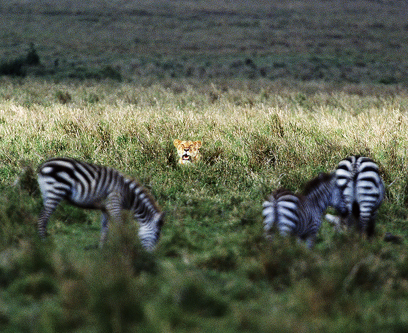 Lioness stalking zebra 