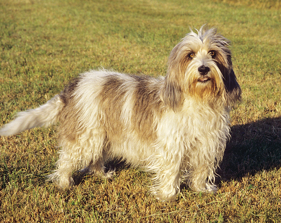 Petit basset griffon vendéen