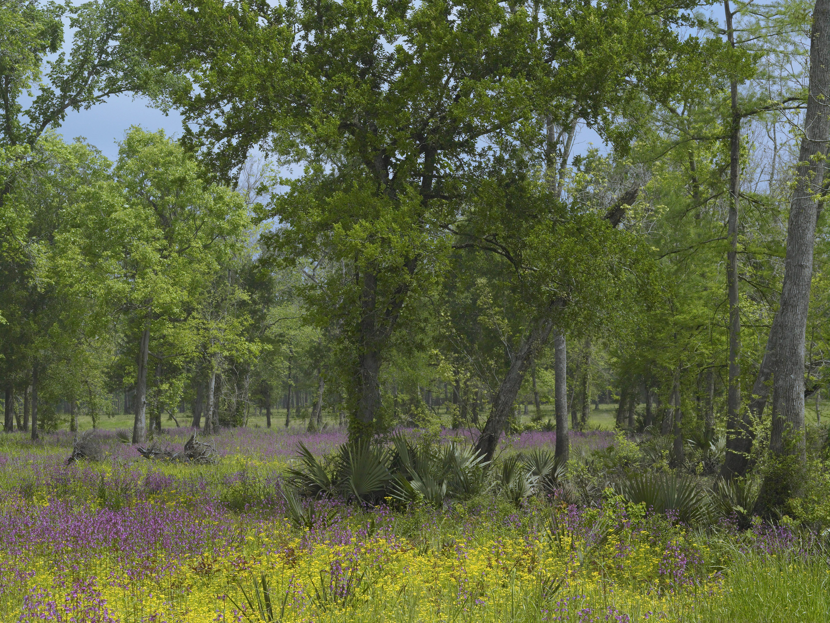 Big Thicket National Preserve