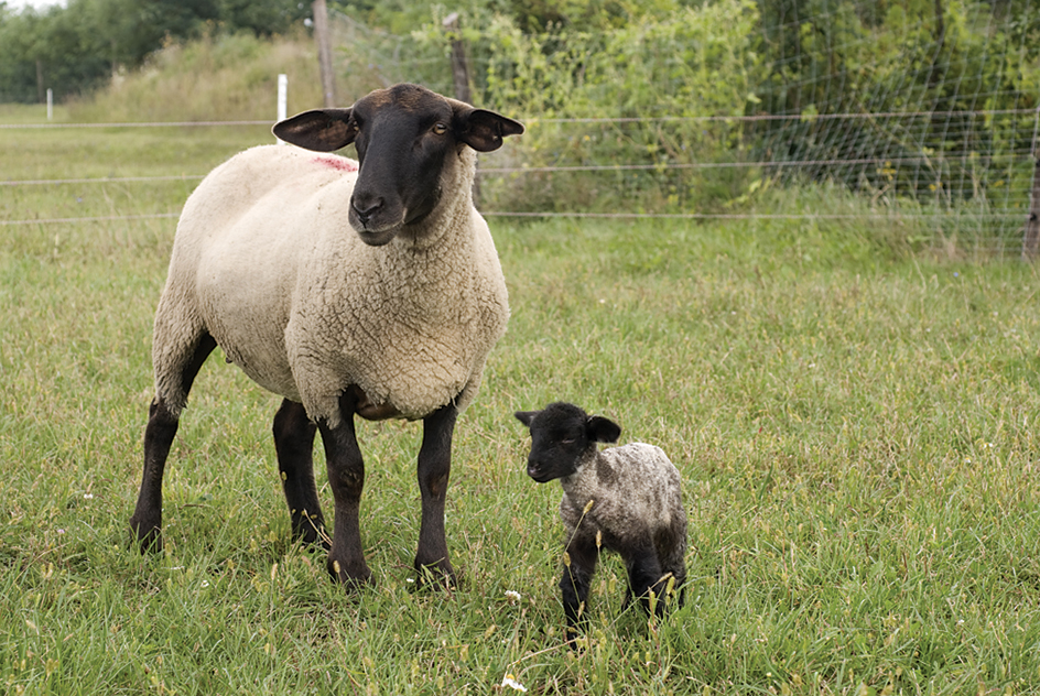 Suffolk sheep