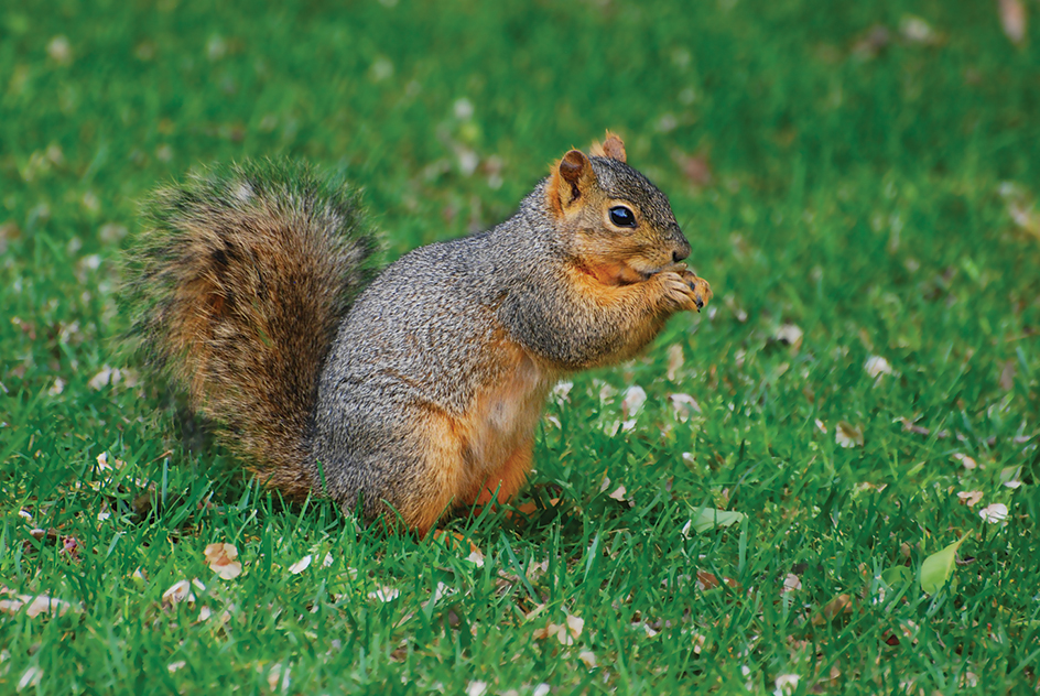 American red squirrel