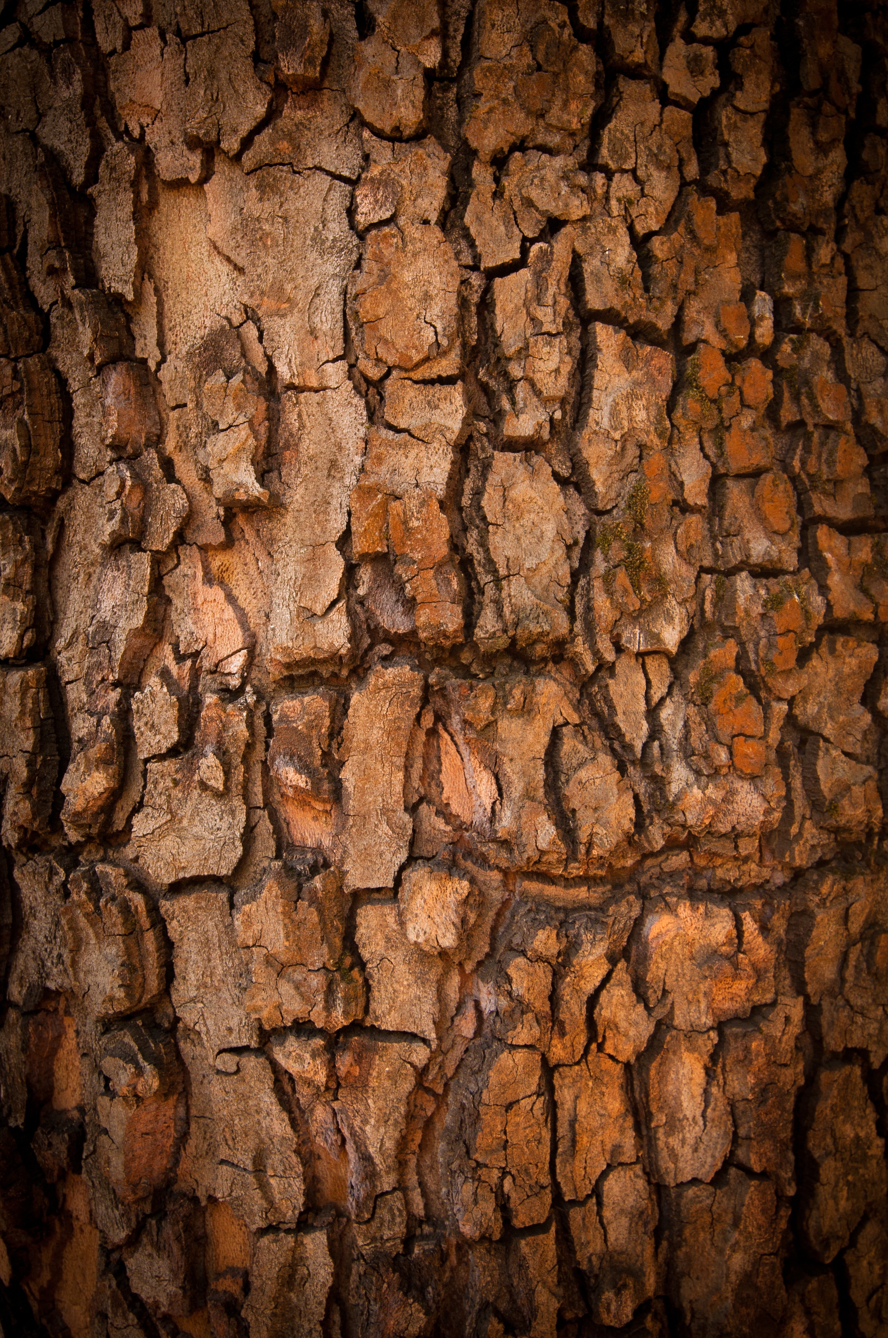 Pine tree bark