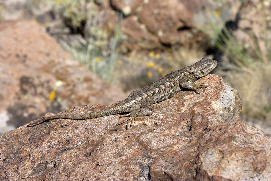 Western fence lizard