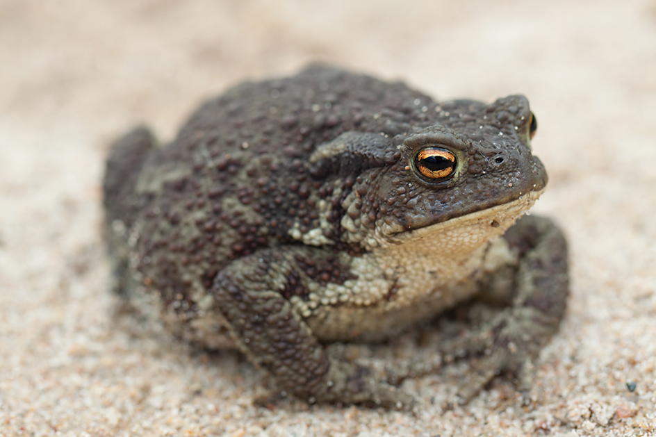 Common toad