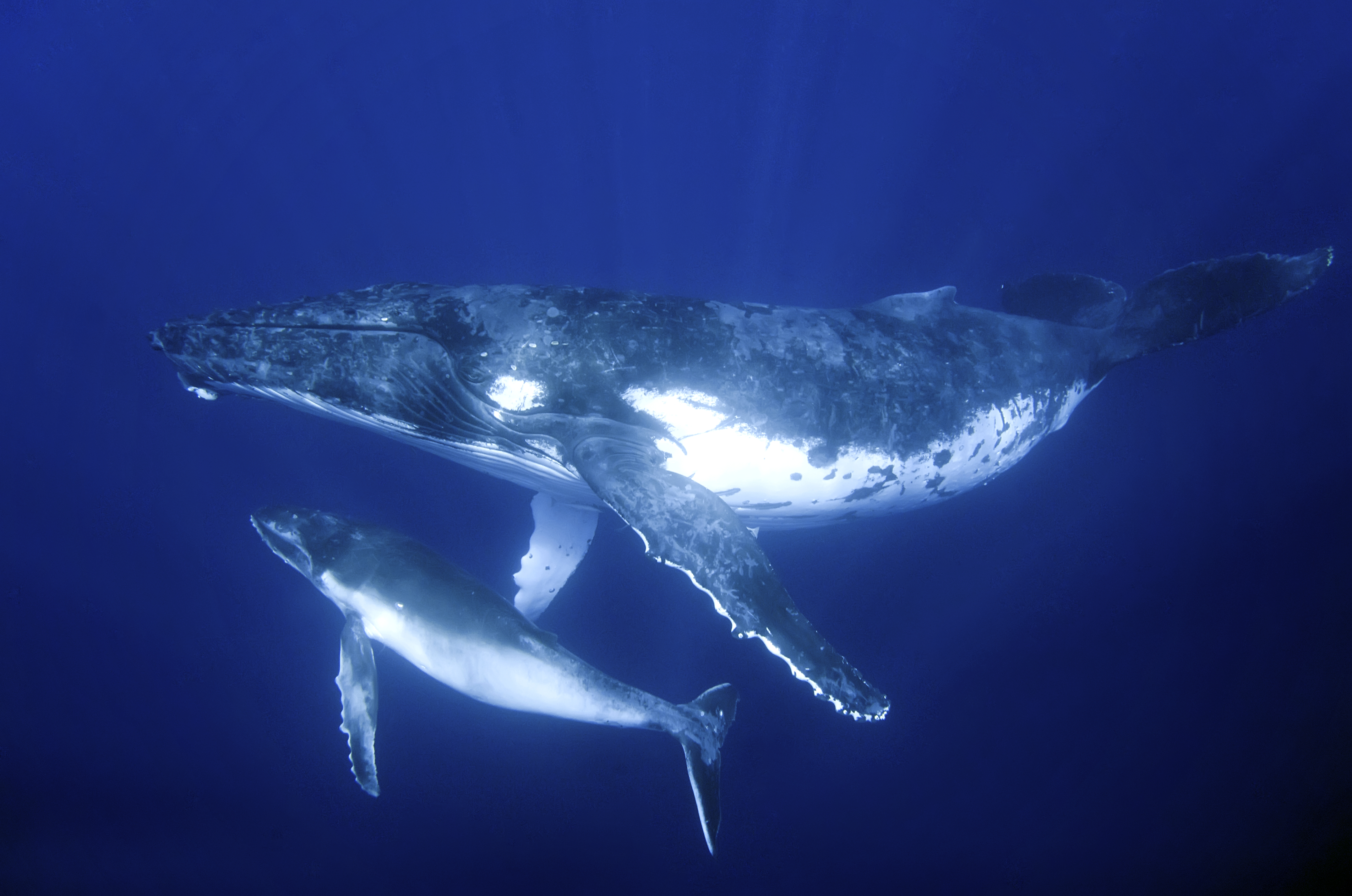 Humpback whale mother and calf