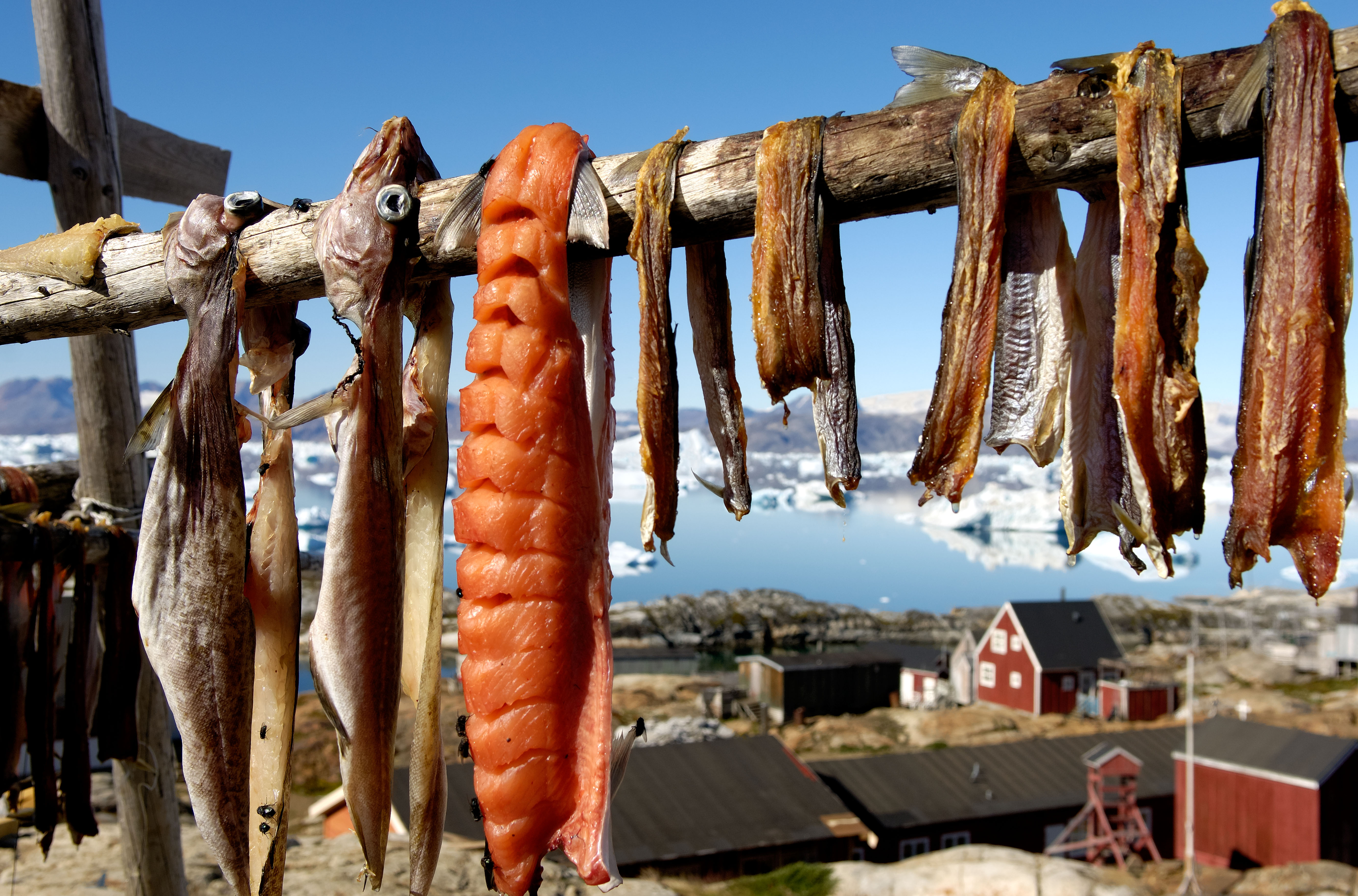 Drying fish in an Inuit village